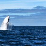 Whale Watching in Gippsland: An Unforgettable Ocean Encounter